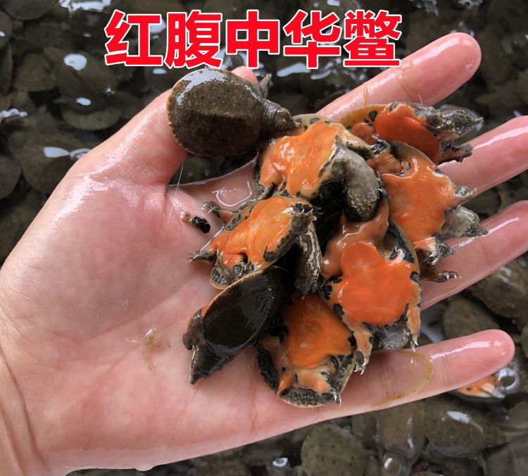 龍魚(yú)吃鱉苗視頻（龍魚(yú)可以吃鱉苗嗎？） 龍魚(yú)百科 第2張