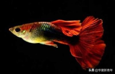 龍魚(yú)與孔雀魚(yú)混養(yǎng)的可能性（龍魚(yú)和孔雀魚(yú)可以混養(yǎng)嗎？） 龍魚(yú)百科 第4張