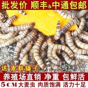 龍魚吃大麥蟲和面包蟲哪個(gè)好？（關(guān)于龍魚吃大麥蟲和面包蟲哪個(gè)更好） 龍魚百科 第3張