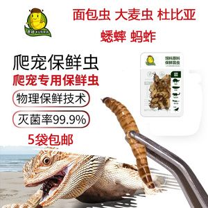 龍魚吃大麥蟲和面包蟲哪個(gè)好？（關(guān)于龍魚吃大麥蟲和面包蟲哪個(gè)更好） 龍魚百科 第4張