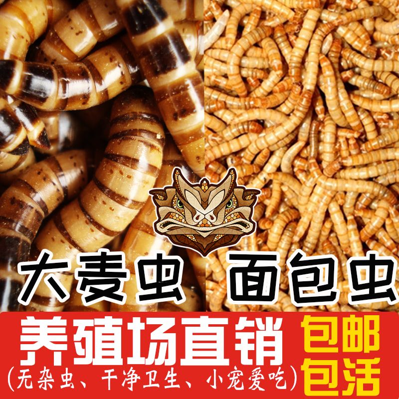 龍魚食物選擇：面包蟲 vs 大麥蟲（面包蟲和大麥蟲哪個(gè)更好？）