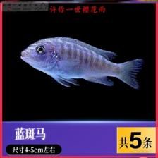 龍魚和薩伊藍(lán)混養(yǎng)的可能性（關(guān)于龍魚和薩伊藍(lán)魚混養(yǎng)存在不同的觀點(diǎn)和實踐經(jīng)驗） 龍魚百科 第5張