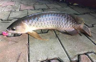 龍魚的口感特點（龍魚的口感因其烹飪方式與個體差異而有所不同） 龍魚百科 第2張