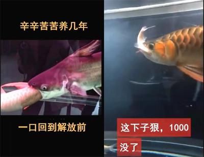 解決龍魚吃肉不吃飼料的方法（遇到龍魚吃肉而不吃飼料時(shí)，可以采取以下幾種方法來(lái)解決問(wèn)題） 龍魚百科 第1張