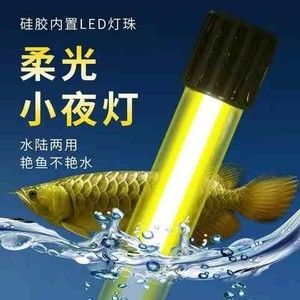 龍魚缸是否需要放置小夜燈的原因分析（關(guān)于龍魚缸是否需要放置小夜燈的問題，可以從多個角度進(jìn)行分析）