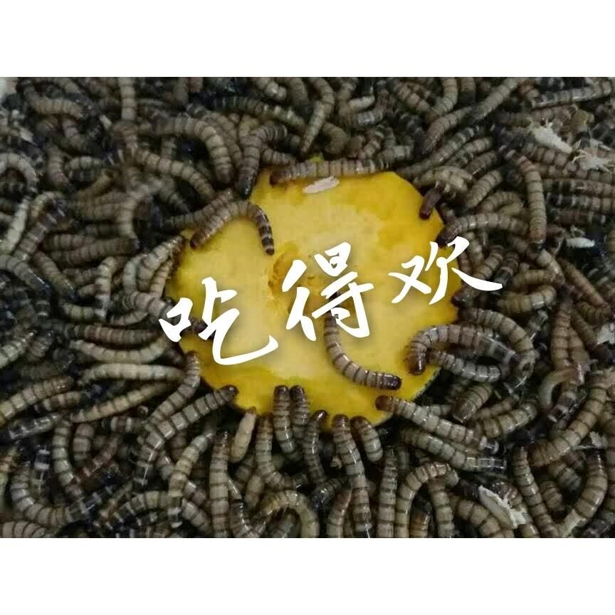 龍魚(yú)吃面包蟲(chóng)不吃蝦的解決方法（龍魚(yú)偏食怎么辦） 龍魚(yú)百科 第4張