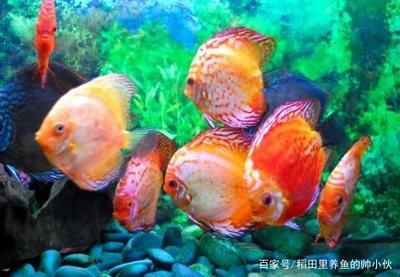 龍魚的天敵（關(guān)于龍魚的天敵并沒(méi)有直接的信息來(lái)源但是我們可以找到一些線索） 龍魚百科 第4張