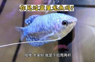 龍魚(yú)是否吃西瓜（龍魚(yú)不吃西瓜，也不應(yīng)該喂食水果） 龍魚(yú)百科 第4張