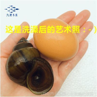 龍魚缸藻類的去除方法（如何去除龍魚缸中的綠藻） 龍魚百科 第5張