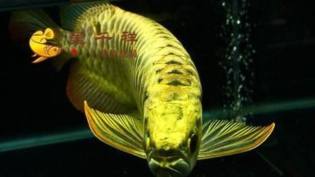 龍魚(yú)價(jià)格概述（龍魚(yú)的價(jià)格因什么影響）