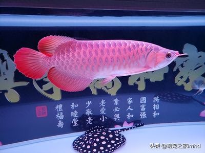 龍魚養(yǎng)殖的利潤情況（龍魚養(yǎng)殖的利潤空間和風(fēng)險）