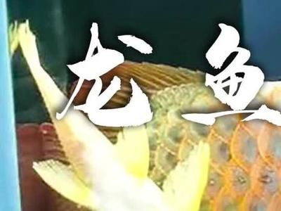 龍魚蹭缸甩頭的原因（龍魚蹭缸甩頭可能是由多種因素引起的） 龍魚百科 第4張