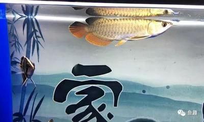 龍魚背部掉一片鱗的處理方法（龍魚掉鱗可能與水質(zhì)有關(guān)，請注意處理）