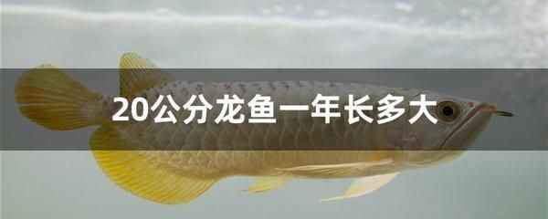 龍魚吃多了的影響（龍魚吃多了會(huì)對健康產(chǎn)生負(fù)面影響）