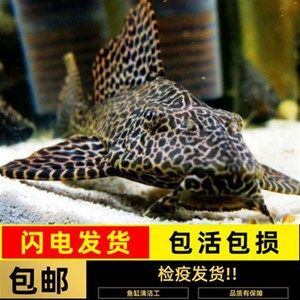 龍魚吃多了的影響（龍魚吃多了會對健康產(chǎn)生負面影響） 龍魚百科 第3張