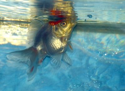 龍魚(yú)背部鱗片有棉絮的原因和處理方法（龍魚(yú)背部出現(xiàn)棉絮狀物怎么辦） 龍魚(yú)百科 第2張