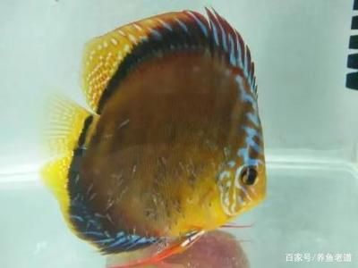 龍魚改口吃飼料后再吃小魚是否會停止吃飼料（龍魚吃小魚會停止吃飼料嗎）