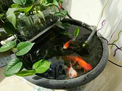 蘭壽金魚的飼養(yǎng)要求（蘭壽金魚并不適合在過深的水體中飼養(yǎng)，根據搜索結果） 龍魚百科 第3張