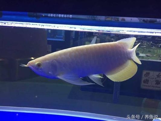 龍魚背部白膜的處理方法（如何處理龍魚背部白膜）