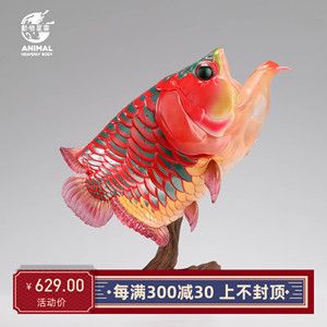 龍魚來回扭動(dòng)還張嘴的原因分析（為什么龍魚來回扭動(dòng)并張嘴？） 龍魚百科 第2張