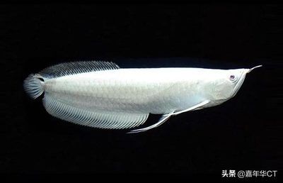 龍魚價格排行榜前十名（龍魚價格排行榜） 龍魚百科 第4張