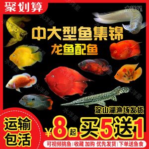 龍魚和財(cái)神鸚鵡魚混養(yǎng)的可能性（龍魚可以和哪些魚混養(yǎng)？） 龍魚百科 第2張