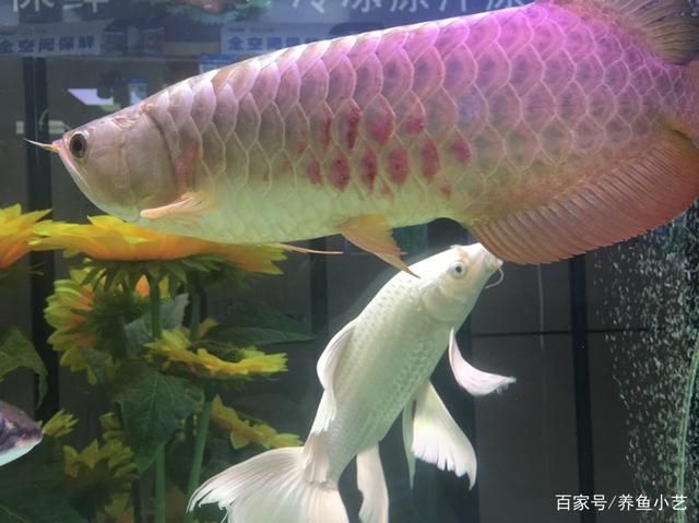 龍魚鱗片充血的原因（龍魚鱗片充血可能由哪些因素引起） 龍魚百科 第5張