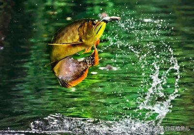 龍魚掉在地上會死嗎（龍魚掉在地上會有生命危險嗎？）