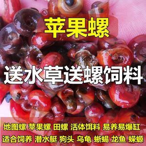 龍魚是否吃蘋果螺（龍魚會吃蘋果螺嗎？） 龍魚百科 第2張