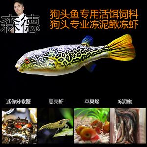 龍魚是否吃蘋果螺（龍魚會吃蘋果螺嗎？） 龍魚百科 第5張