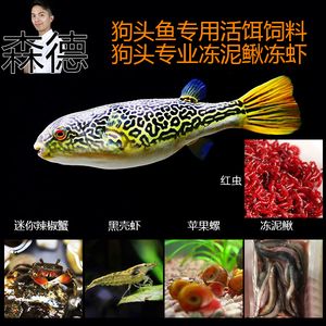 龍魚是否吃蘋果螺（龍魚會吃蘋果螺嗎？） 龍魚百科 第4張