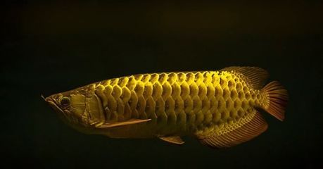 龍魚(yú)翻身的原因（龍魚(yú)翻身可能由哪些因素引起？） 龍魚(yú)百科 第2張