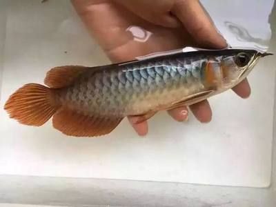 龍魚增色的食物選擇（龍魚增色的方法） 龍魚百科 第3張