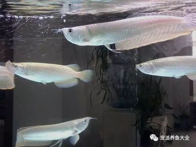 龍魚(yú)燈光照射最佳時(shí)間（龍魚(yú)燈光照射的最佳時(shí)間） 龍魚(yú)百科 第5張