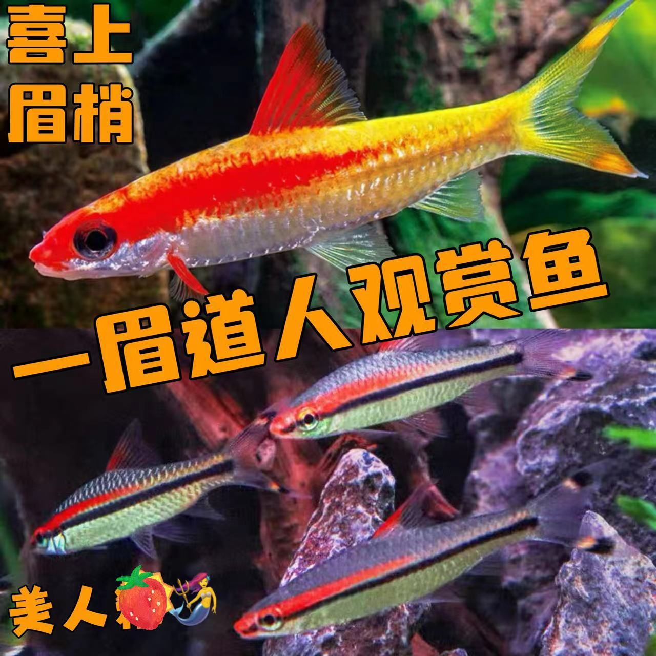 龍魚(yú)混養(yǎng)一眉道人（一眉道人魚(yú)與龍魚(yú)混養(yǎng)的可能性存在爭(zhēng)議） 龍魚(yú)百科 第1張