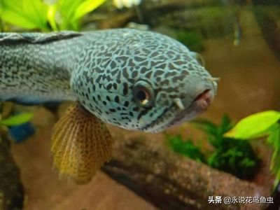 龍魚和黑魚的比較（龍魚和黑魚哪個更猛） 龍魚百科 第5張