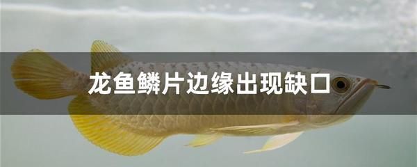 龍魚鱗片有缺口的原因及處理方法（龍魚鱗片出現(xiàn)缺口可能由多種因素引起以下幾種常見原因） 龍魚百科 第5張