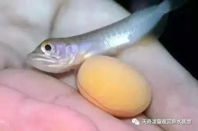 龍魚吃小魚是否會擔(dān)心魚刺（龍魚吃小魚時不擔(dān)心里面的魚刺嗎？）