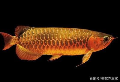 龍魚(yú)腹鰭有孔的原因分析（龍魚(yú)腹部有孔是怎么回事？） 龍魚(yú)百科 第4張