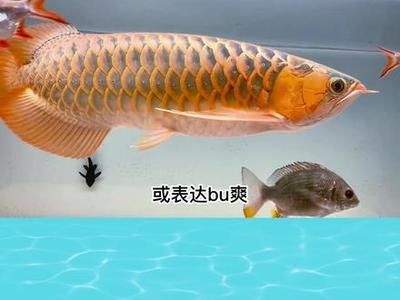 龍魚叫聲的原因（龍魚在特定情況下會(huì)發(fā)出叫聲）