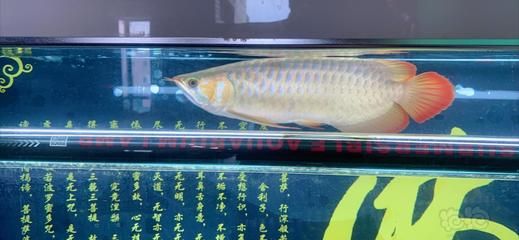 龍魚背部白蒙的治療方法（龍魚背部白蒙怎么辦） 龍魚百科 第1張