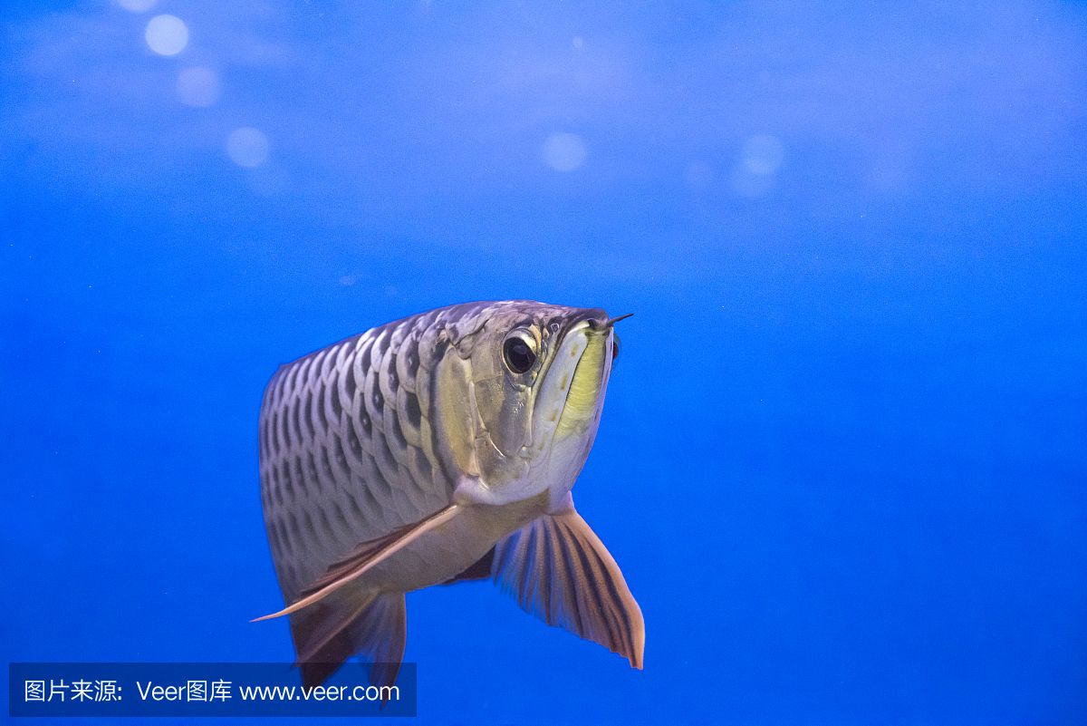 龍魚和鯊魚是否可以一起飼養(yǎng)（龍魚和虎頭鯊適合混養(yǎng)嗎？） 龍魚百科 第1張