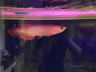 龍魚對蝦的消化過程（飼養(yǎng)龍魚的注意事項(xiàng)） 龍魚百科 第4張