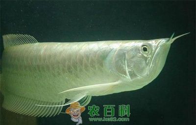 龍魚大力呼吸的原因（龍魚大力呼吸可能是由于缺氧、水質問題、消化不良或其他因素引起的） 龍魚百科 第5張