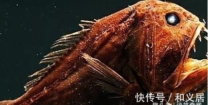 龍魚在黑暗環(huán)境中的視力情況（關(guān)于龍魚在黑暗環(huán)境中的視力情況目前沒有直接搜索結(jié)果提供信息） 龍魚百科 第3張