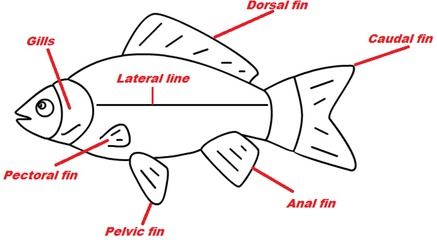 龍魚(yú)單養(yǎng)是否會(huì)感到孤單（關(guān)于龍魚(yú)是否適合單養(yǎng)是否會(huì)感到孤單并沒(méi)有直接的答案）