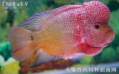 龍魚單養(yǎng)是否會感到孤單（關(guān)于龍魚是否適合單養(yǎng)是否會感到孤單并沒有直接的答案） 龍魚百科 第4張