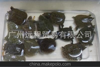 龍魚(yú)是否可以喂甲魚(yú)苗（龍魚(yú)可以喂甲魚(yú)苗嗎） 龍魚(yú)百科 第5張