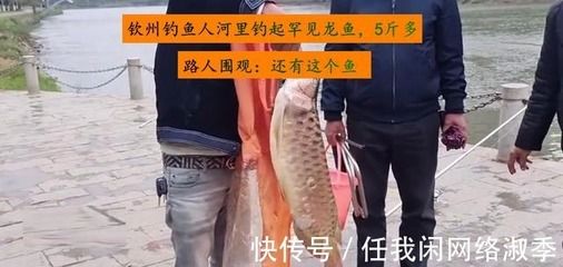 龍魚換地后多久開口（龍魚換地后開口吃食的時(shí)間）