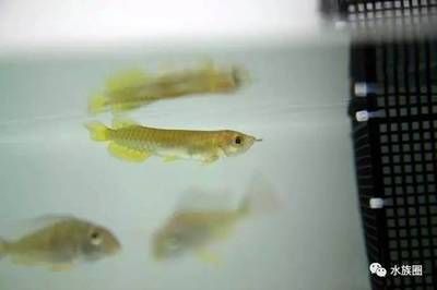 解決龍魚(yú)混養(yǎng)打架問(wèn)題的方法（如何解決龍魚(yú)混養(yǎng)打架問(wèn)題） 龍魚(yú)百科 第3張